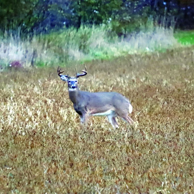 Gun deer season outlook; Herd in good shape heading into 2022 hunt, scouting your area, as always, is key